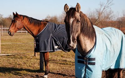 EPoS Bespoke Features for Equestrian and Country Stores