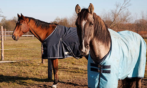 Two horses in a field wearing clean rugs